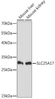 Western Blot SLC25A17 Antibody - Azide and BSA Free